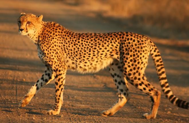 Cheeta Net Worth